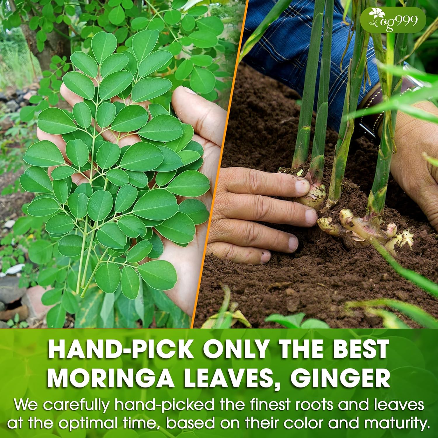 Premium Moringa Ginger Herbal Tea