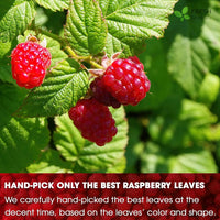 Raspberry Loose Leaf Tea Bags, 100% Natural & Pure from Raspberry Leaves