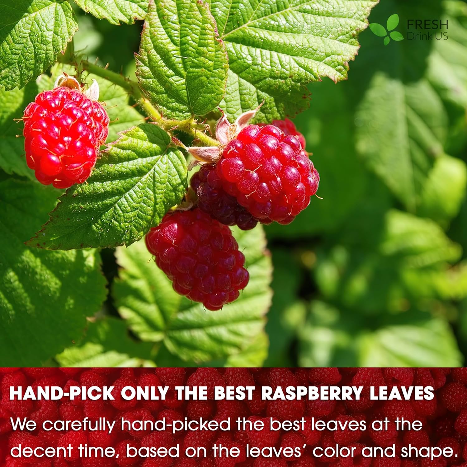 Raspberry Loose Leaf Tea Bags, 100% Natural & Pure from Raspberry Leaves