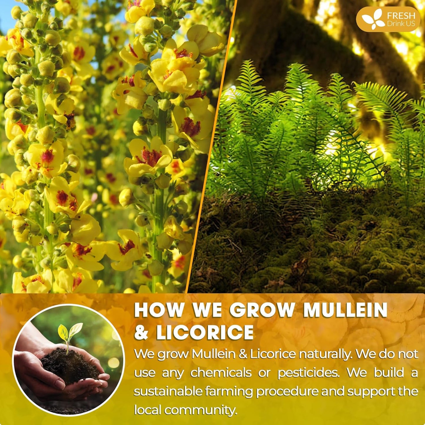 Premium Mullein Licorice Tea Bags. 100% Natural, Blend of Mullein Leaves, and Licorice Root