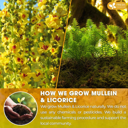 Premium Mullein Licorice Tea Bags. 100% Natural, Blend of Mullein Leaves, and Licorice Root