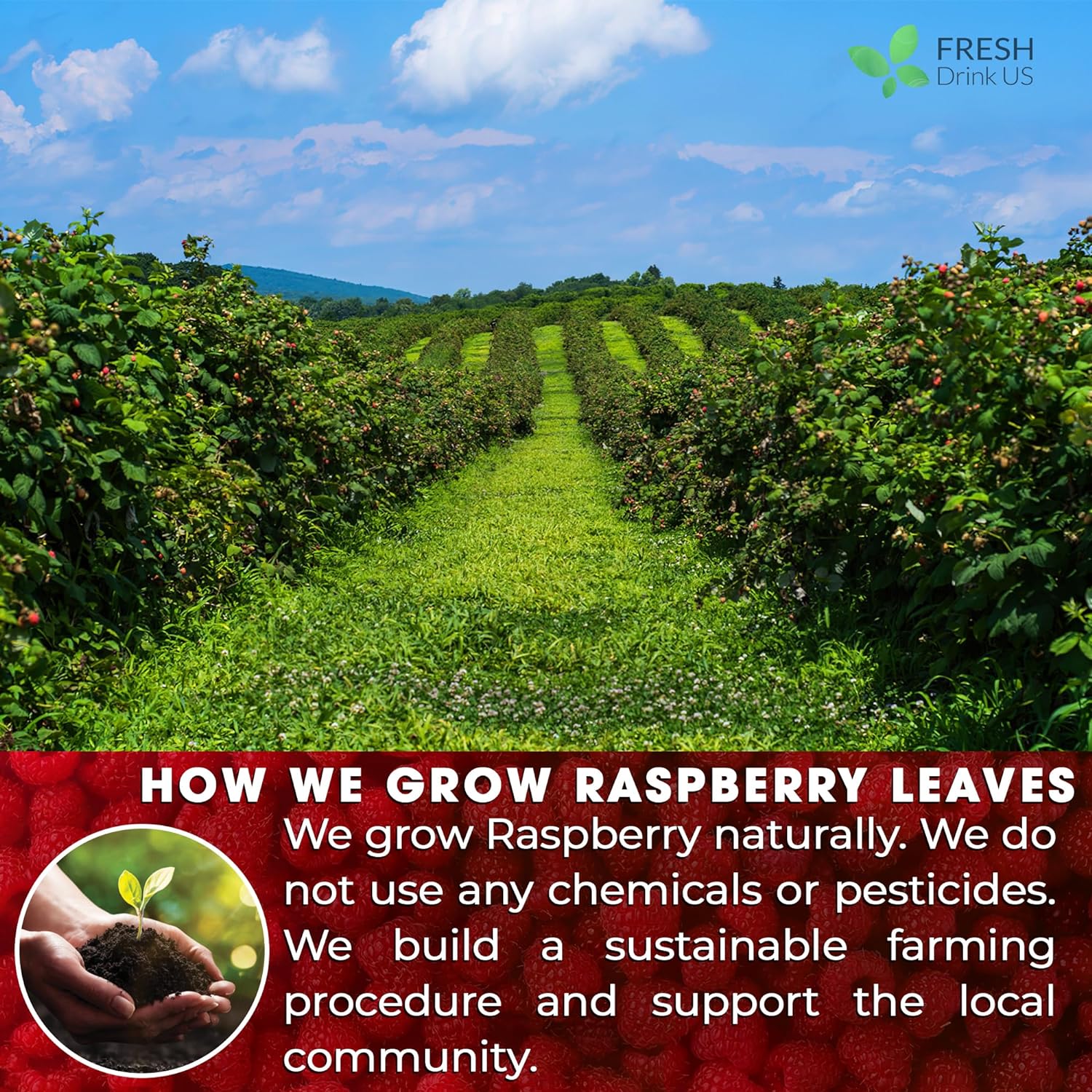 Raspberry Loose Leaf Tea Bags, 100% Natural & Pure from Raspberry Leaves