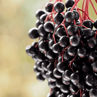 Berry Seed Collection (Elderberry • Blueberry • Strawberry)