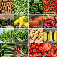 Community Garden Survival Seed Vault – 120 Seed Varieties