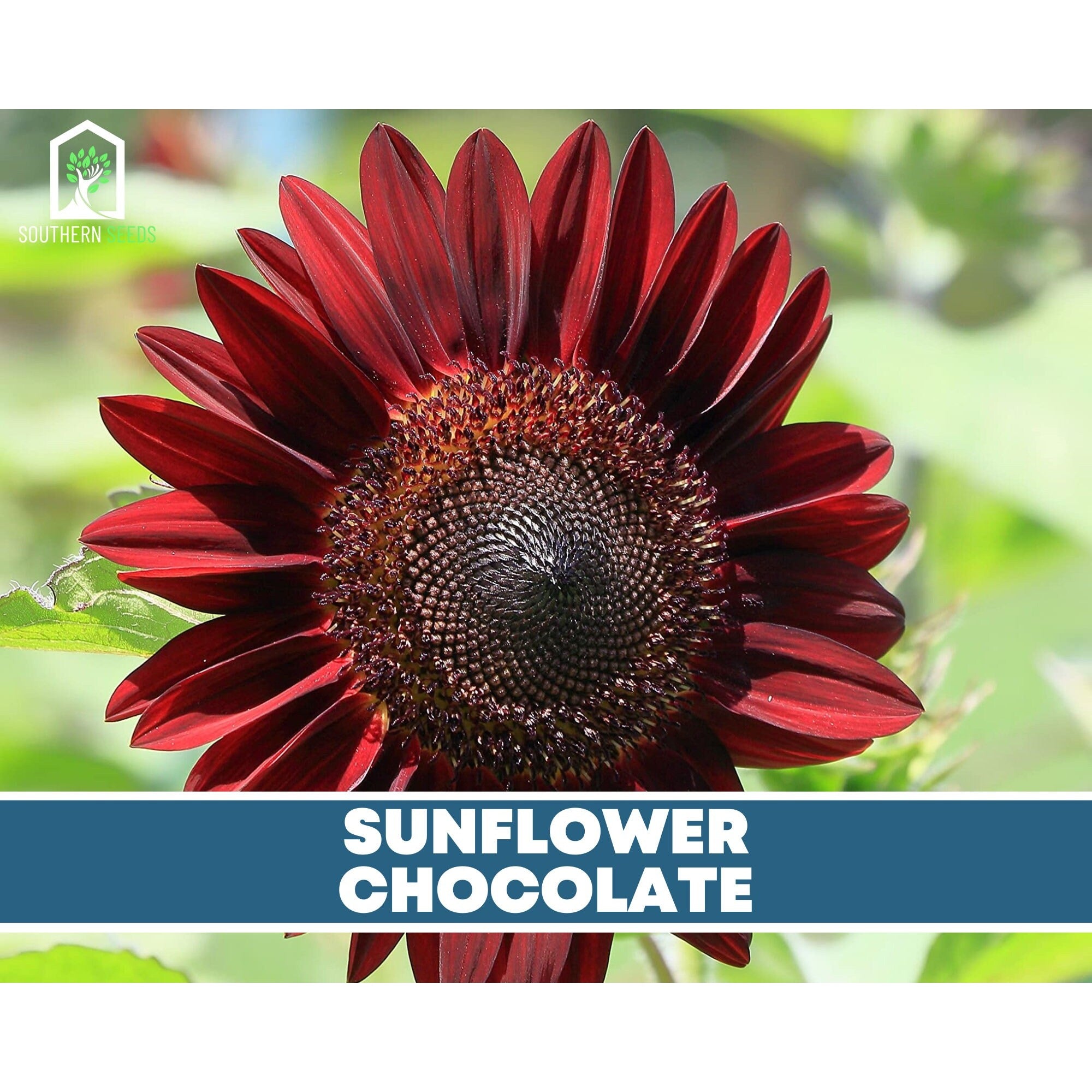 Sunflower Seed Collection – 6 Varieties