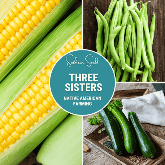 Three Sisters Seed Collection – Native American Farming – Corn, Bean, Squash